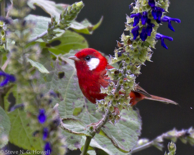 Red Warbler is a brilliant Mexican endemic.