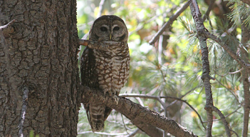 Spotted Owls are regular in SE Arizona's high canyons and usually we know where one can be found