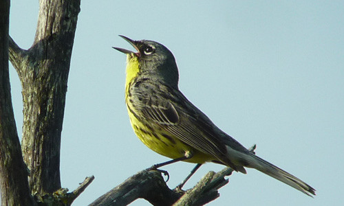 Superb views of Kirtland's Warbler are a defining moment of this tour.
