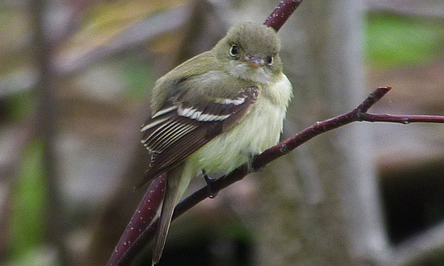 Birds are often  very confiding as in the case of this Acadian Flycatcher.