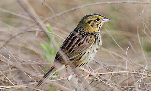 We'll explore several grassland and brushy field where Henslow's Sparrow is a prize.