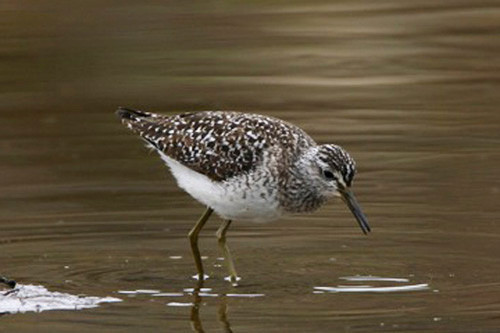 Our time in the Pribilofs often includes a vagrant bird or two, like this Wood Sandpiper.
