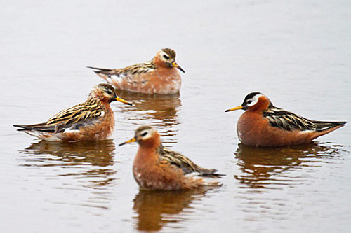 Barrow offers unparalleled opportunity for photographing breeding waders like these elegant Red Phalarope.
