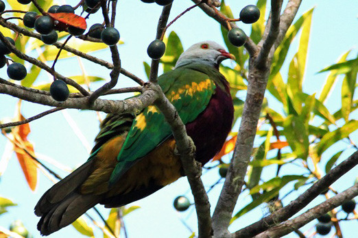 Fruiting trees along the coast attract the brightly colored Wompoo Fruit-Doves.

