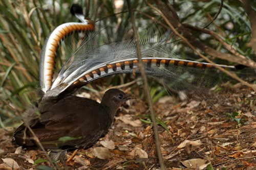 Once down around Sydney we&rsquo;ll seek out arguably the best vocal mimic on the planet; the Superb Lyrebird.
