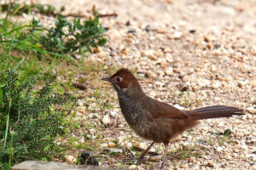 Rufous Bristlebirds should be lurking in the coastal heath that fringes the rocky headlands.
