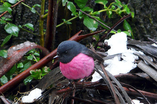 Tasmania has a host of endemics including the charismatic Pink Robin.
Photo: David Fisher