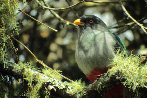Among the 3o endemic species Hispaniola Trogon is perhaps the most gaudy.