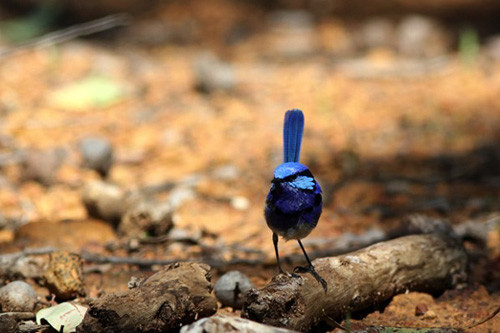 Perth supports a number of dazzling species like this Splendid Fairy-Wren.
