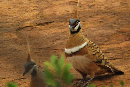 Around Alice Springs we&rsquo;ll look for the colorful and bizarre Spinifex Pigeon.
