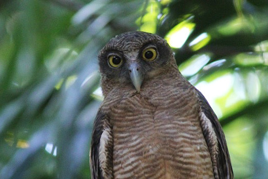 In the suburbs of Darwin we might find an impressive Rufous Owl eying our progress down the trails.
