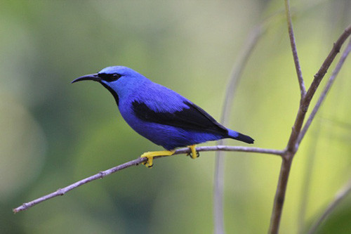Picking a favorite among the many dazzling tanagers on the tour is tough, but the leader has a preference for Shining Honeycreeper.
