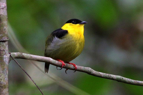 Golden-collared Manakin have lek sites just feet away from some of the tents.
