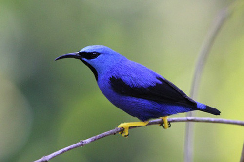 Fruiting trees can attract an array of gaudy birds, like this male Shining Honeycreeper.
