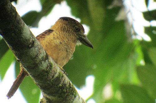 Hulking Barred Puffbirds may watch our progress down the roads around the camp.