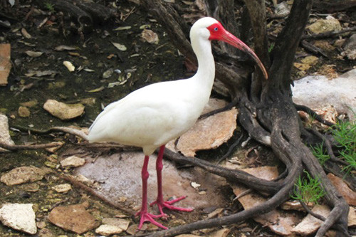 South Florida is justifiably famous for its array of attractive waterbirds, such as this White Ibis in full breeding splendor. 
