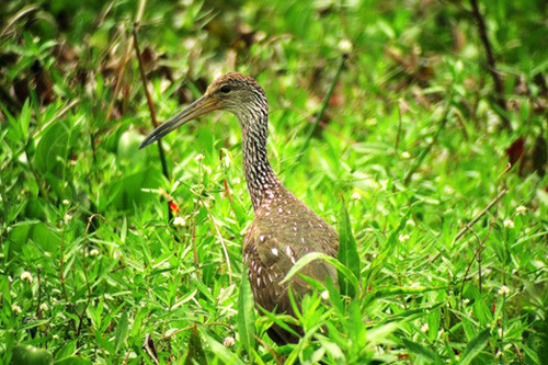 Although widespread in the New World tropics, Florida holds almost all the Limpkins in the U.S. 
