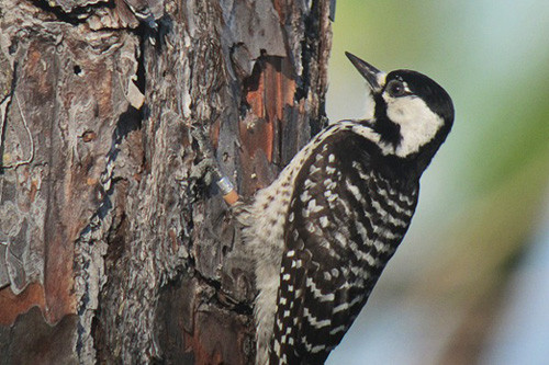 The endangered Red-cockaded Woodpecker is confined to the open pine forests of the Southeastern United States, but populations in central Florida are doing well.
