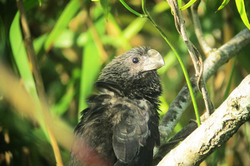 Although no longer routine in South Florida, Smooth-billed Ani is a good indicator of the strong Caribbean influence on the state's avifauna.
