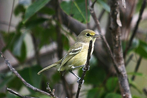 Although we can't expect Caribbean strays, there are often one or two around South Florida in April, like this Thick-billed Vireo.
