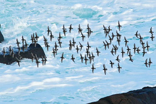 A swirl of Purple Sandpipers against the crashing surf