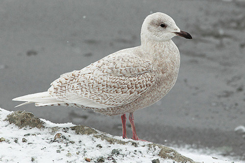 Iceland Gulls by the hundreds are one of the tour's main attractions.