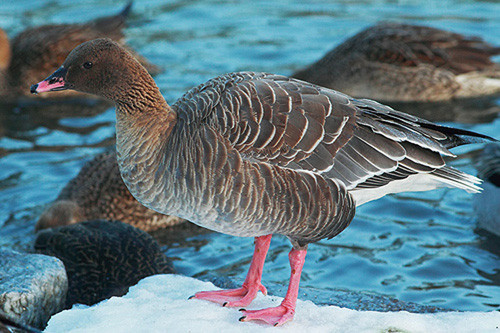 Strays from Iceland and Europe are a feature of the tour even if, like this Pink-footed Goose, they take up with the locals.