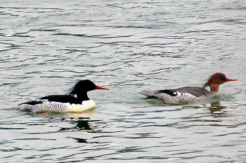 The attractive Scaly-sided Merganser is one of the prizes on the tour.