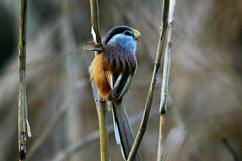 Reed Parrotbill has a very limited range in extreme eastern China.