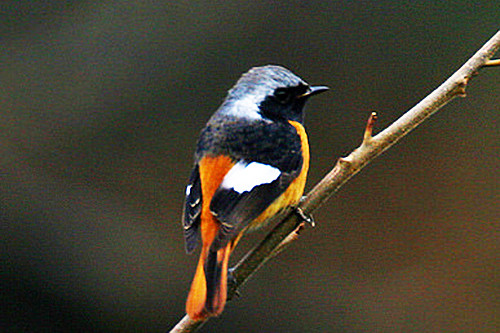 Daurian Redstart is common and striking.