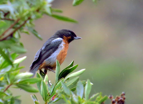 The hyperactive Black-throated Flowerpiercer is common in the stunted forests at the highest elevations.