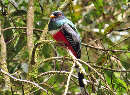 We could see several species of trogons on this itinerary, with Masked Trogon occurring at the higher elevations.