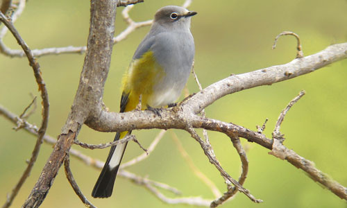 We usually get spectacular views of Gray Silky-flycatcher as long as we find their favorite mistletoe in fruit. 