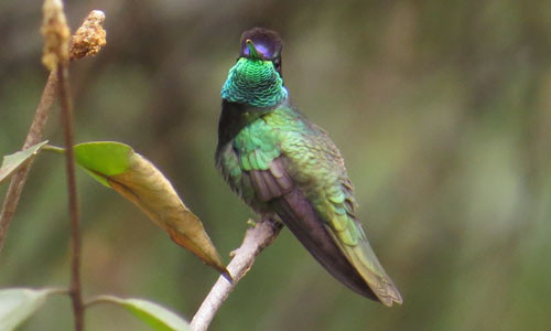 The spectacular Rivoli's Hummingbird is one of 24 species of hummingbird possible on this tour. 