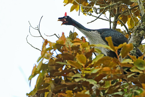 A Horned Guan vocalizes from the canopy on San Pedro Volcano. Photo: Luke Sietz