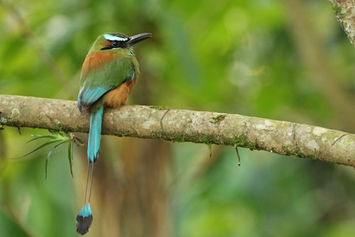 Turquoise-browed Motmot is one of several motmots possible on the tour. 