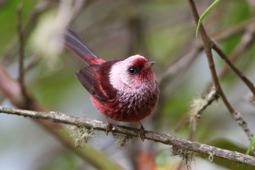 The striking and unique Pink-headed Warbler is surely a highlight of this tour. 