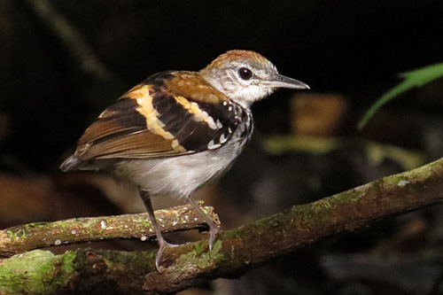 There may be single territories of the scarce Banded Antbird at either of our two lodges.