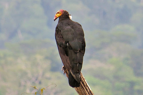 Greater Yellow-headed Vulture&rsquo;s colorful head is seldom appreciated but is certainly worth a second look.