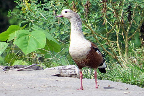 We spend several hours on the Madre de Dios River where Orinoco Goose can sometimes be found.