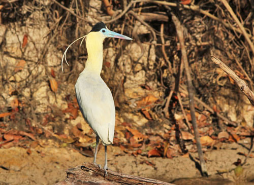 We should see the handsome Capped Heron on several days in the Pantanal and along the Cristalino River.

