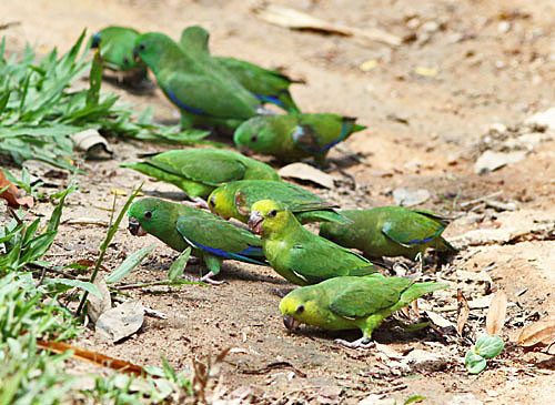 Adorable Dusky-billed Parrotlets sometimes come to feed on minerals at our hotel grounds.

