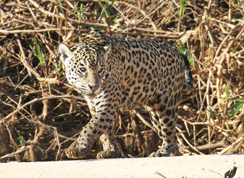 The Jaguar: perhaps the most charismatic creature we have a reasonable chance of seeing in the Pantanal. 