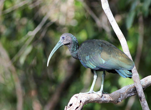A Green Ibis in full sun is a sight to behold.
