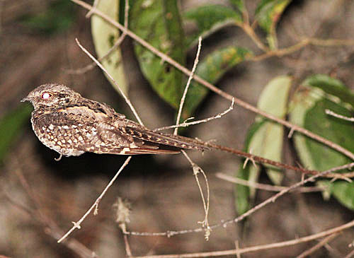 Our nighttime boat trip could yield any number of surprises, such as this male Ladder-tailed Nightjar.
