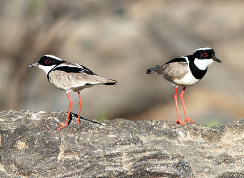 Pied Lapwings are one of the most striking species of shorebird in South America.