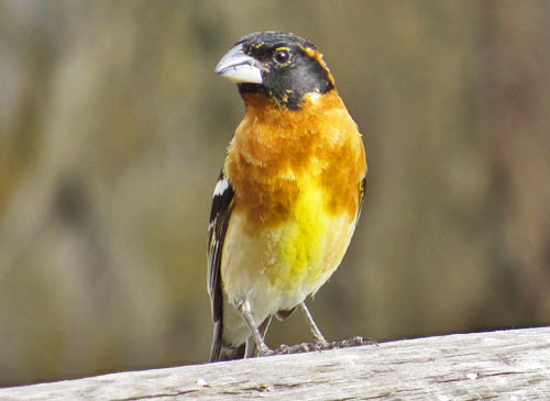 Black-headed Grosbeaks, stunning in their fresh spring plumage, are a common sight in Oregon.
