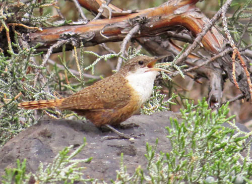 We pass through some desert canyons where the aptly named Canyon Wren finds its home.
