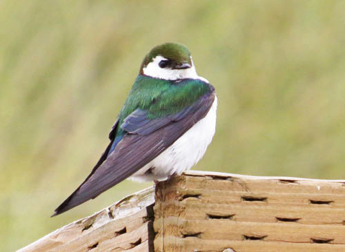 No other swallow matches the vibrant mix of colors displayed by this Violet-green Swallow.
