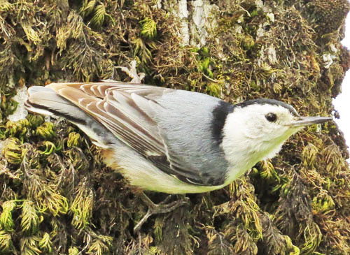 In western Oregon we&rsquo;ll look for the distinctive &lt;i&gt;aculeata&lt;/i&gt; subspecies of White-breasted Nuthatch.
